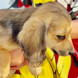 Kiera - Cream female Dachshund puppy in Visalia, California from DachGraston Dachshunds