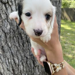 Puppy 3 - Piebald female Dachshund puppy in Bullard, Texas from Mimidachs of Texas