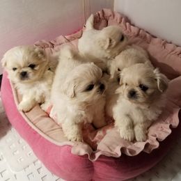 Pekingese Puppies from Pekes And Sandy Paws