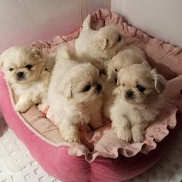 Pekingese Puppies from Pekes And Sandy Paws
