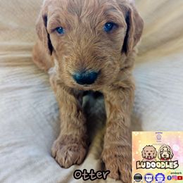 Otter - Apricot female Goldendoodle puppy in Santa Cruz, California from Lu Doodles