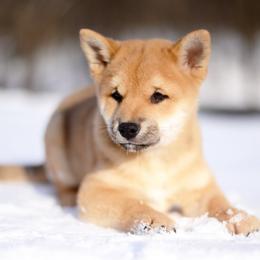 Hoshi 🩵 Red Boy - Red male Shiba Inu puppy in Neosho, Missouri from Sunny Terrace Shibas