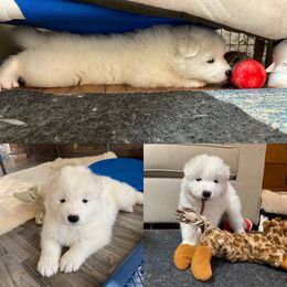 Samoyed Puppies from Snopeak Samoyeds