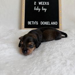 Spanky - Sable male Dachshund puppy in Dickinson, Texas from Beth’s Doxieland