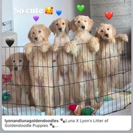 Bernedoodle and Goldendoodle Puppies from Lyon and Luna Goldendoodles Bernedoodles