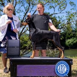 Willow - Doberman Pinscher