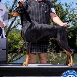 Willow - Doberman Pinscher