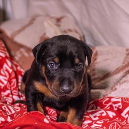 Lavender Girl - Black and rust female Doberman Pinscher puppy in Shelby, North Carolina from IronBee Dobermans