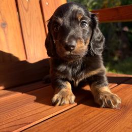 Chunk - Black and tan male Dachshund puppy in Santa Rosa, California from Signature Mini Dachshunds