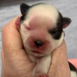 CKC patch - Black and white male Shih Tzu puppy in Skipperville, Alabama from Nay Nay’s Babies
