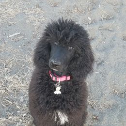 German Shorthaired Pointer and Poodle Puppies from Misfire