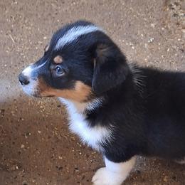 E35 - Black and tan female Companion Cross puppy in Fairview, South Dakota from Dakota Toy Aussies