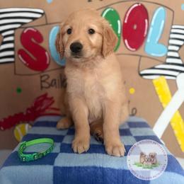 Back to school themed litter - Golden male Golden Retriever puppy in Belton, South Carolina from McAbee’s Golden Retrievers