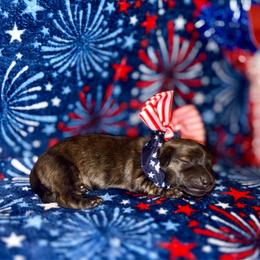 Ella - Brindle female Dachshund puppy in Pineville, Louisiana from Bayou State Dachshunds