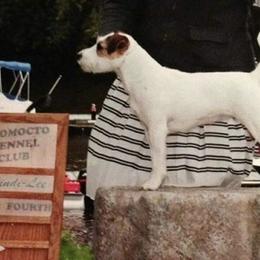 Parson Russell Terrier All Grown Up from HeartSongs Haven /Northeast Division