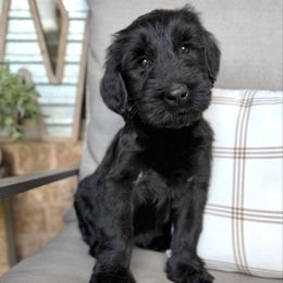 Ember - Black female Giant Schnauzer puppy in Collinsville, Mississippi from Hillside Kennels