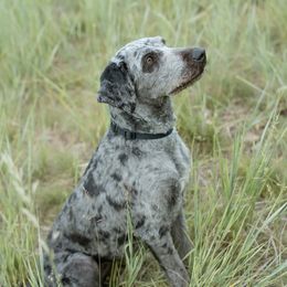 Syl - Aussiedoodle