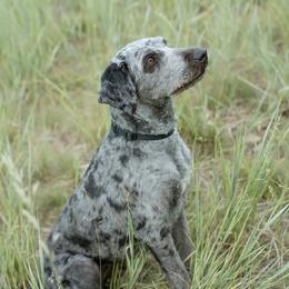 Syl - Aussiedoodle