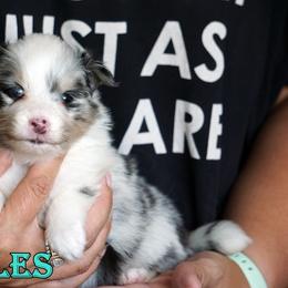 Skittles - Girl - Blue merle female Toy Shetland Sheepdog puppy in Frazeysburg, Ohio from Mountain High Kennels