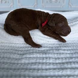 Rita - Red  female Poodle puppy in Cape Coral, Florida from Ruby the poodle