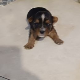 Biewer Terrier and Yorkshire Terrier Puppies from Cynthia's Biewer Puppies