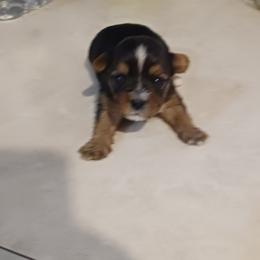 Biewer Terrier and Yorkshire Terrier Puppies from Cynthia's Biewer Puppies