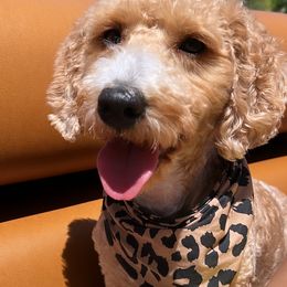 Aussiedoodles and Goldendoodles from All Things Doodles