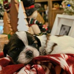 Boy 3 - Gold and white male Shih Tzu puppy in North Carolina from WillowCreek Mountain View Shih Tzu
