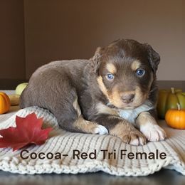 Cocoa - Red tri female Miniature Australian Shepherd puppy in Mountainburg, Arkansas from Stonehill Aussies