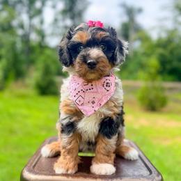 Billie Holiday - Blue merle female Aussiedoodle puppy in Chattanooga, Tennessee from Remedy Ranch Aussiedoodles