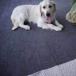 Salena - Golden Retriever