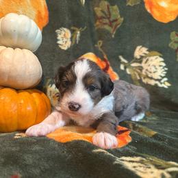 Birch - Blue merle male Aussiedoodle puppy in York, Pennsylvania from Puppies at The Happy Acre Farm