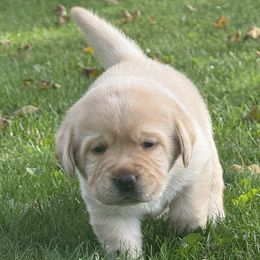 Labrador Retriever puppies from Skyline Hill Labradors
