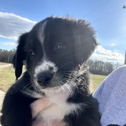 Hermes - Black & white Australian Shepherd puppy in Monroe, North Carolina from Dreamland Aussies & Poodles