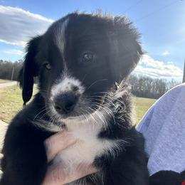 Hermes - Black & white Australian Shepherd puppy in Monroe, North Carolina from Dreamland Aussies & Poodles
