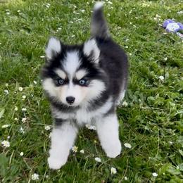 Pomsky Puppies from Dollhouse Pomskies
