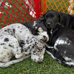 Great Dane Puppies from Denver Danes