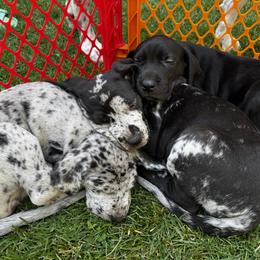 Great Dane Puppies from Denver Danes