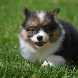 Pembroke Welsh Corgi Puppies from C&G Corgis