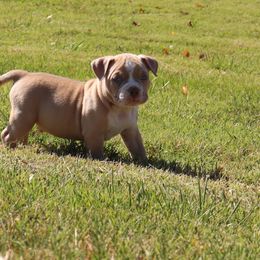 American Bully Puppies from Haymaker Bully Camp