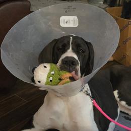 Mags - Mantle female Great Dane puppy in Cheyenne, Wyoming from Viking Kennel