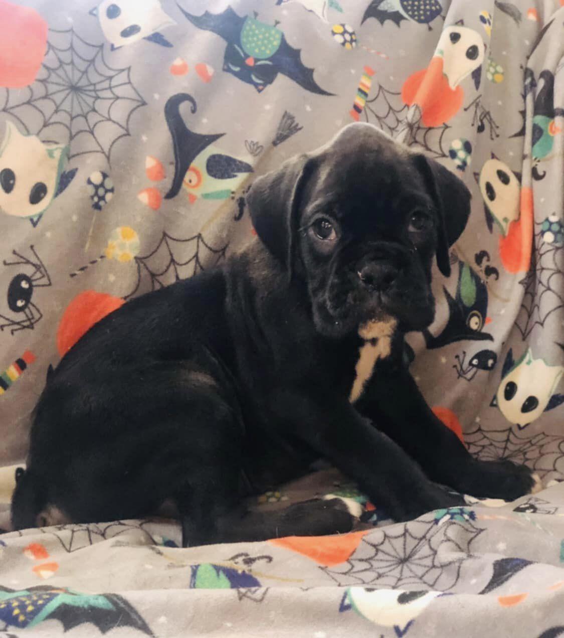 South Ridge Boxers n Pugs in Utah Boxer and Pug puppies Good Dog