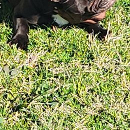 Boy 1 - French Bulldog puppy in Forest Hill, Texas from Tight Pocket House Frenchies & Yorkies