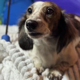 Ivy - Dachshund