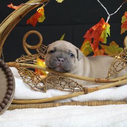 Purple Collar - Blue fawn female American Bully puppy in Easton, Maryland from Night Court Bullies