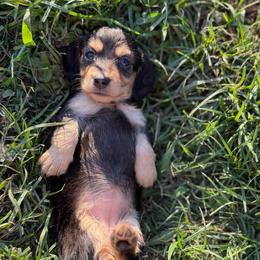 Fleur - Black and cream female Dachshund puppy in Baton Rouge, Louisiana from Bayou d’Elara Dachshunds