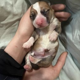 Dude - Red male Pembroke Welsh Corgi puppy in Delton, Michigan from CorGizmo
