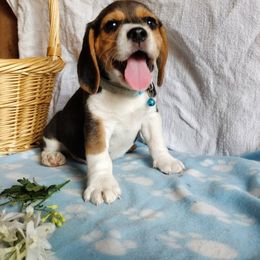 Beagle Puppies from Rosehaven Homestead
