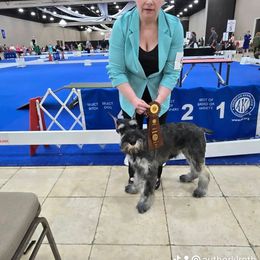 Giant Schnauzer Puppies from House of Roth Giant Schnauzers