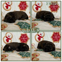 Claus - Sable male Shih Tzu puppy in Yelm, Washington from Lala's All Star Shih Tzu